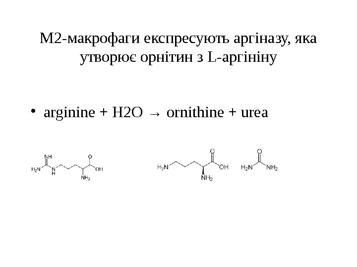 М 2 -макрофаги експресують аргіназу, яка утворює орнітин з L- аргініну • arginine +