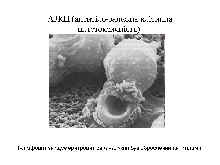 АЗКЦ ( антитіло-залежна клітинна цитотоксичність) Т-лімфоцит знищує еритроцит барана, який був оброблений антитілами 