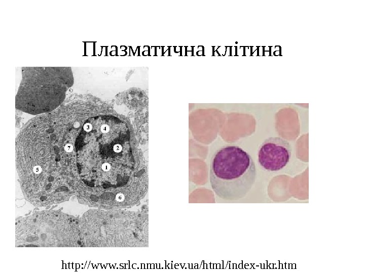 Плазматична клітина http: //www. srlc. nmu. kiev. ua/html/index-ukr. htm 