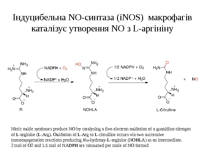 Індуцибельна NO- синтаза ( i. NOS)  макрофагів каталізує утворення NO з L- аргініну
