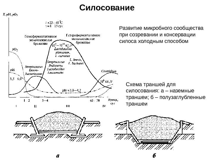 Силосование Развитие микробного сообщества при созревании и консервации силоса холодным способом Схема траншей для