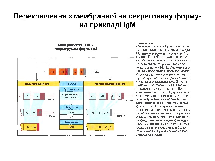 Переключення з мембранної на секретовану форму- на прикладі І g М 