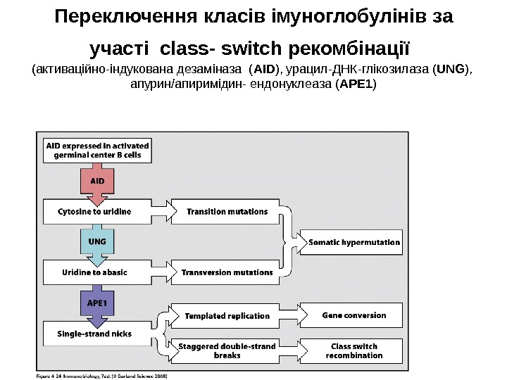 Переключення класів імуноглобулінів  за участі  class - switch рекомбінації  ( активаційно-індукована