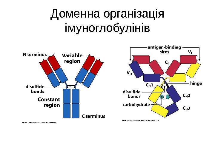 Доменна організація імуноглобулінів 