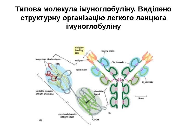 Типова молекула імуноглобуліну. Виділено структурну організацію легкого ланцюга імуноглобуліну 