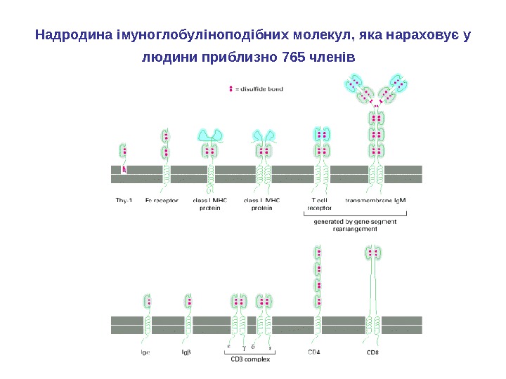 Надродина імуноглобуліноподібних молекул, яка нараховує у людини приблизно 765 членів  