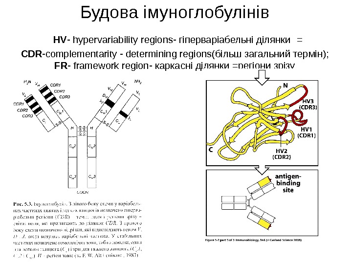 Будова імуноглобулінів  HV - hypervariability regions - гіперваріабельні ділянки  =  CDR