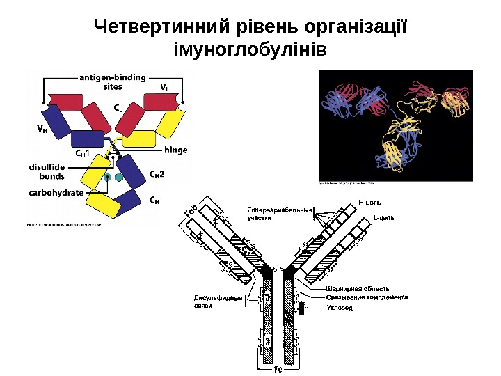 Четвертинний рівень організації імуноглобулінів 