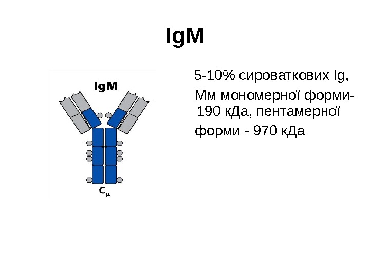 Ig. M  5 -10 сироваткових Ig , Мм мономерної форми- 190 к. Да,
