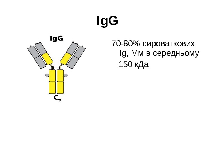 Ig. G 70 -80  сироваткових І g, Мм в середньому 150 к. Да