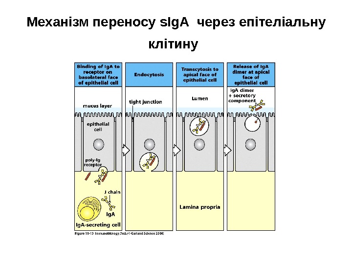 Механізм переносу s І g А через епітеліальну клітину  