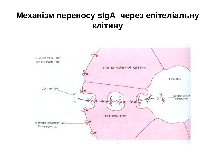 Механізм переносу s І g А через епітеліальну клітину 