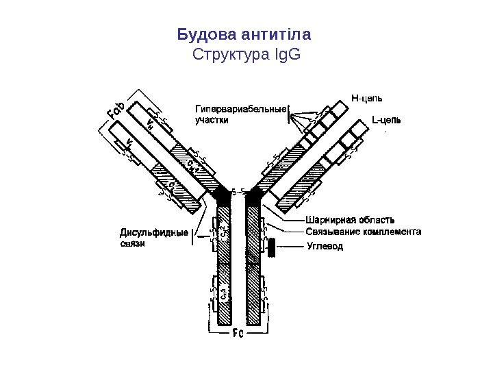 Будова антит і ла  Структура Ig. G 