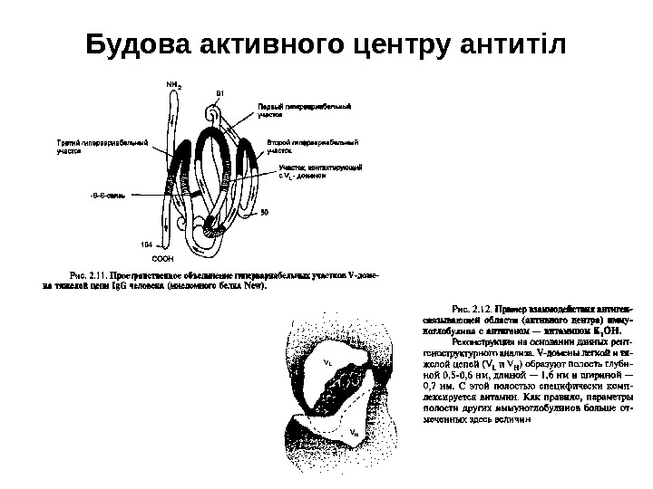 Будова активного центру антитіл 
