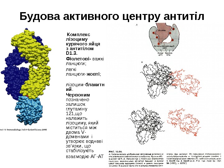 Будова активного центру антитіл  Комплекс лізоциму курячого яйця  з антитілом D 1.