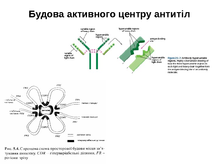 Будова активного центру антитіл 