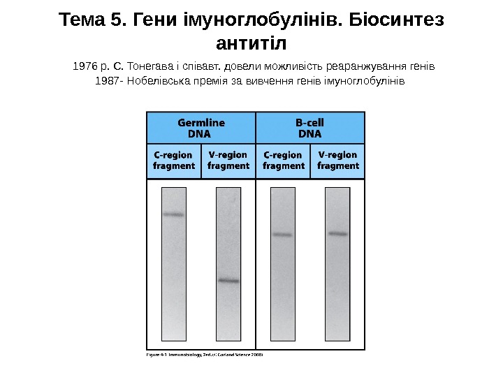 Тема 5. Ген и імуноглобулінів. Біосинтез антитіл  1976 р. С. Тонегава і співавт.