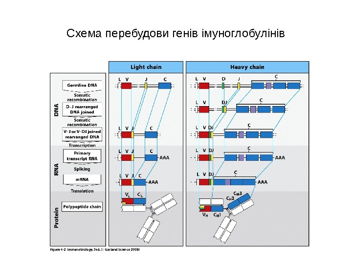 Схема перебудови генів імуноглобулінів 
