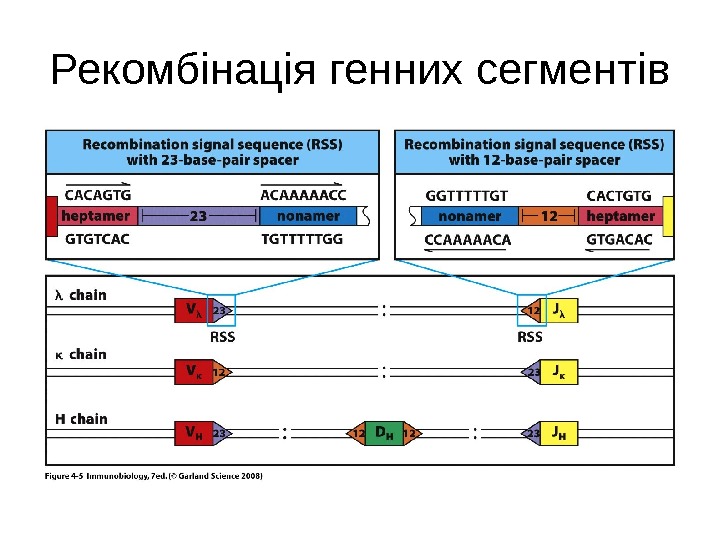 Рекомбінація генних сегментів 