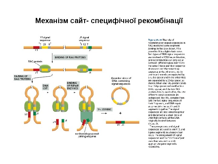 Механізм сайт- специфічної рекомбінації 