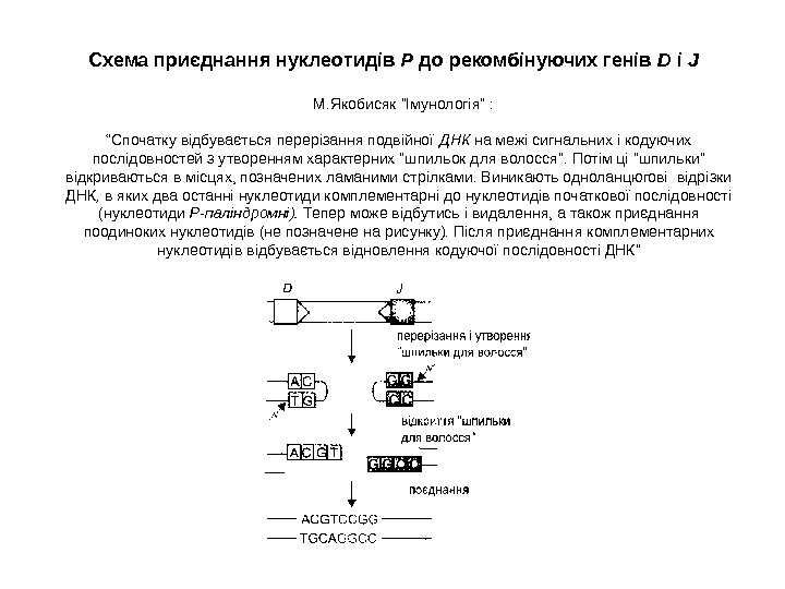 Схема приєднання нуклеотидів Р до рекомбінуючих генів D і J  М. Якобисяк ”Імунологія”