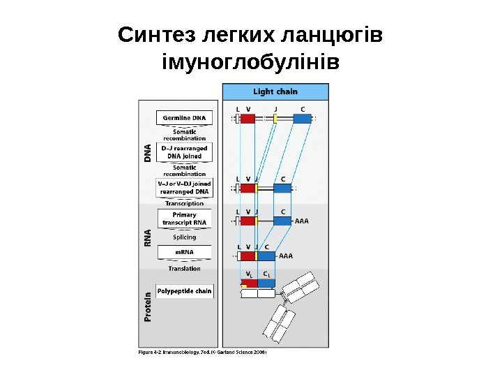 Синтез легких ланцюгів імуноглобулінів 