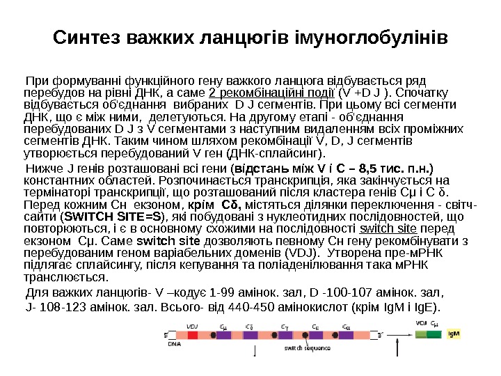 Синтез важких ланцюгів імуноглобулінів  При формуванні функційного гену важкого ланцюга відбувається ряд перебудов