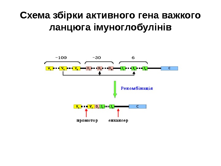 Схема збірки активного гена важкого ланцюга імуноглобулінів 