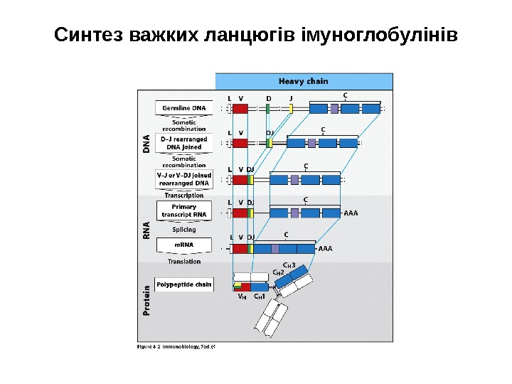 Синтез важких ланцюгів імуноглобулінів 