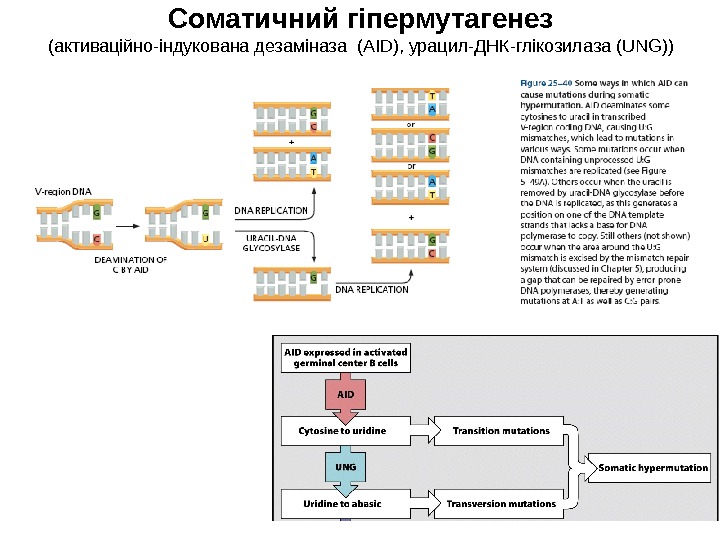Соматичний гіпермутагенез ( активаційно-індукована дезаміназа (АІ D ) , урацил-ДНК-глікозилаза ( UNG)) 