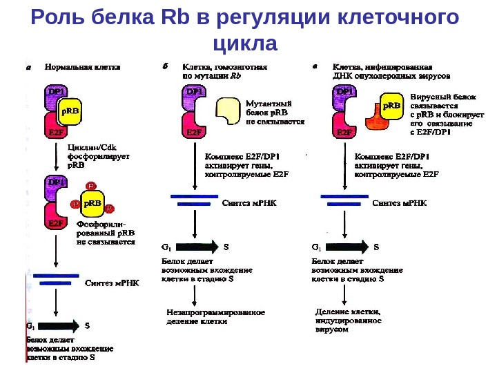   Роль белка Rb в регуляции клеточного цикла 