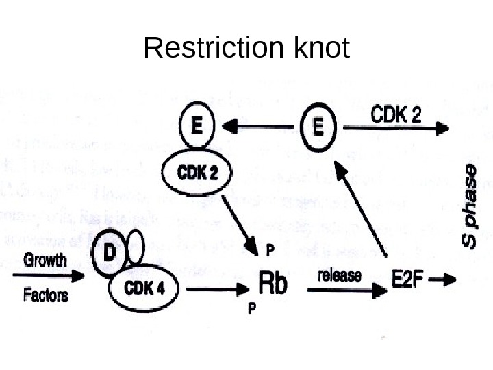   Restriction knot 