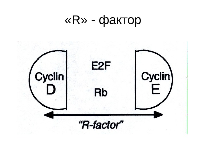   « R » - фактор 