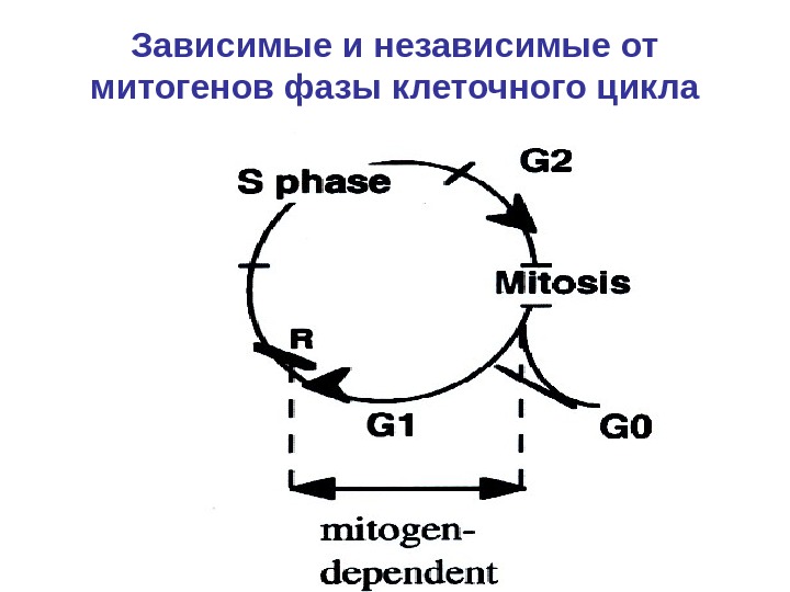   Зависимые и независимые от митогенов фазы клеточного цикла 