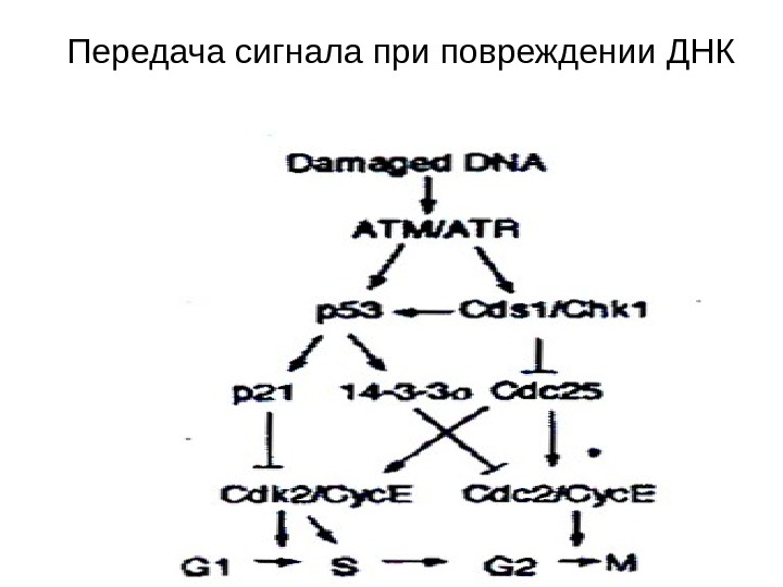   Передача сигнала при повреждении ДНК 