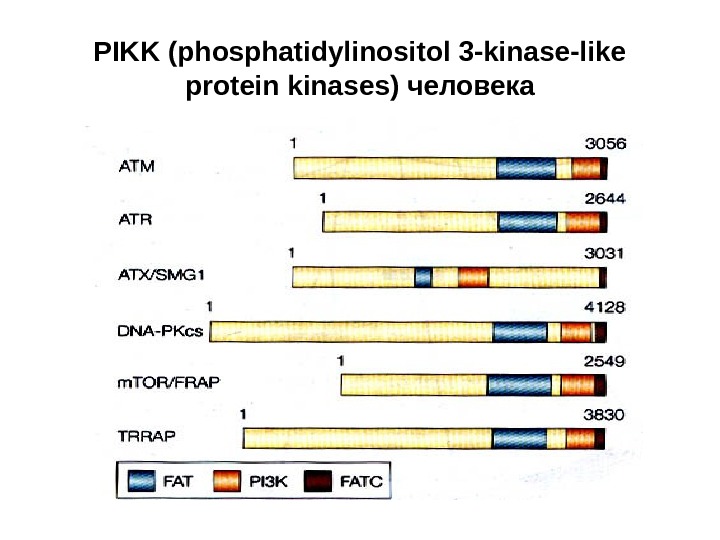   PIKK (phosphatidylinositol 3 -kinase-like protein kinases) человека 