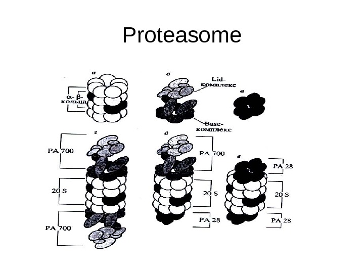   Proteasome 