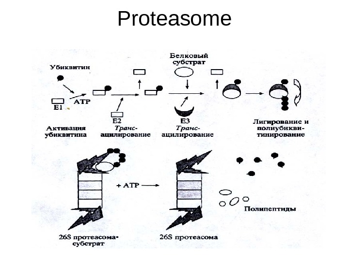   Proteasome 