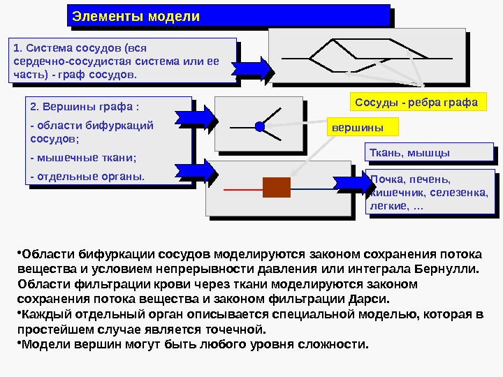 Сосуды - ребра графа. Элементы модели 1. Система сосудов (вся сердечно-сосудистая система или ее