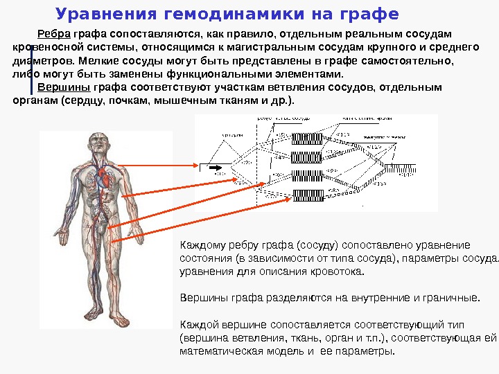 Ребра графа сопоставляются, как правило, отдельным реальным сосудам кровеносной системы, относящимся к магистральным сосудам