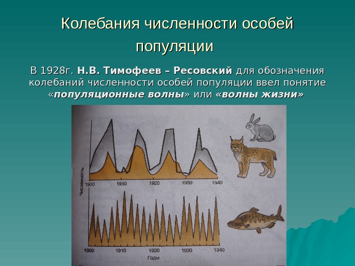 Колебания численности особей популяции  В 1928 г.  Н. В. Тимофеев – Ресовский