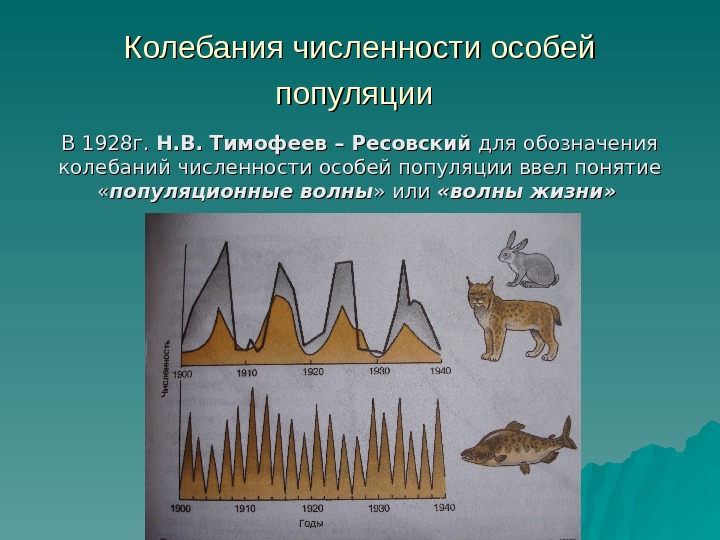 Численность особей равна