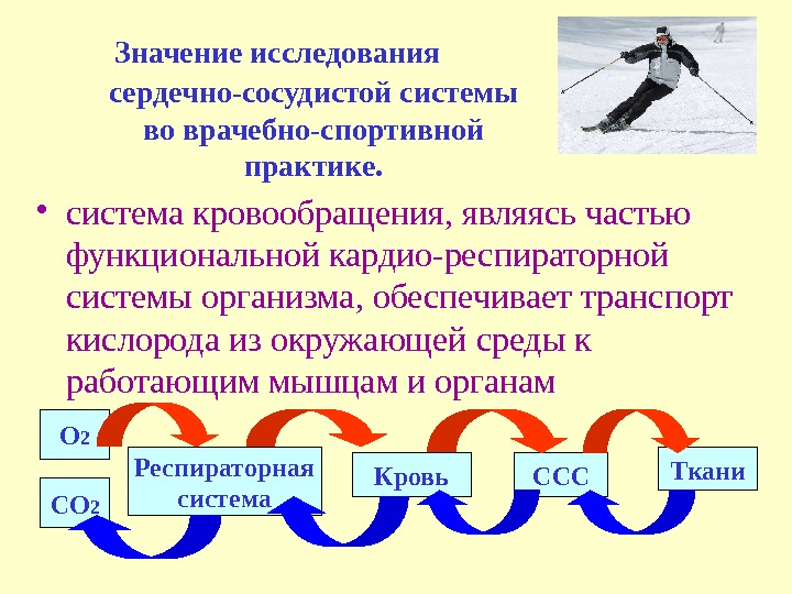 Значение исследования  сердечно-сосудистой системы во врачебно-спортивной практике.  • система кровообращения, являясь частью