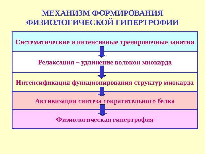 МЕХАНИЗМ ФОРМИРОВАНИЯ ФИЗИОЛОГИЧЕСКОЙ ГИПЕРТРОФИИ Систематические и интенсивные тренировочные занятия Релаксация – удлинение волокон миокарда