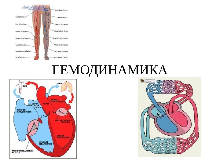 ГЕМОДИНАМИКА 