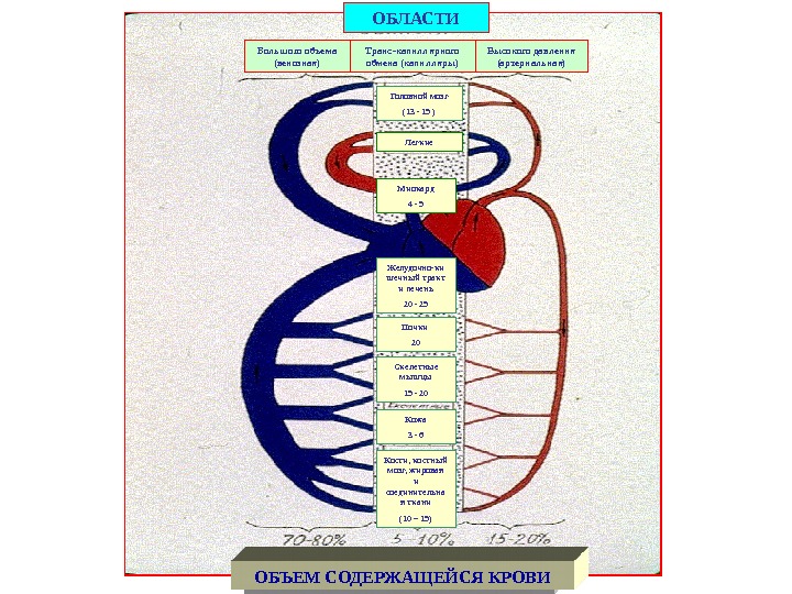 ОБЛАСТИ Большого объема (венозная) Транс-капиллярного обмена (капилляры) Высокого давления (артериальная) ОБЪЕМ СОДЕРЖАЩЕЙСЯ КРОВИ Легкие.