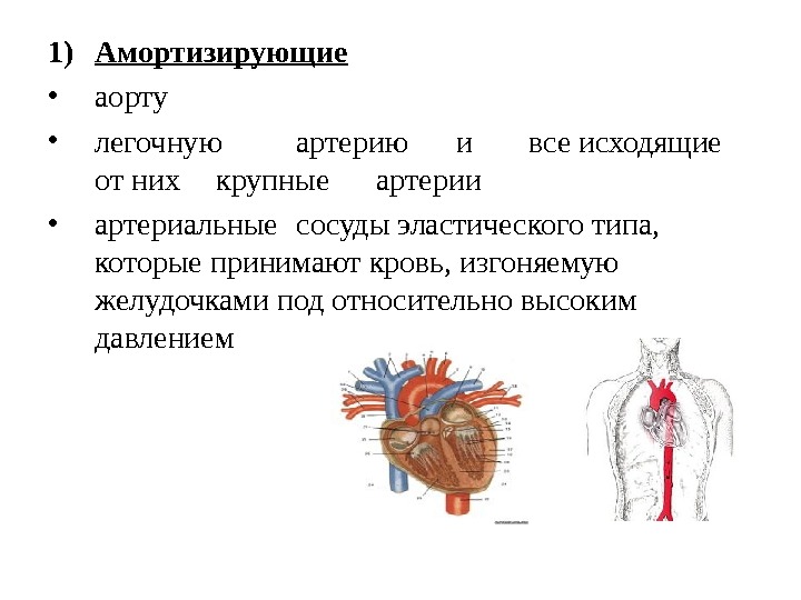1) Амортизирующие  • аорту • легочную артерию и все исходящие от них крупные