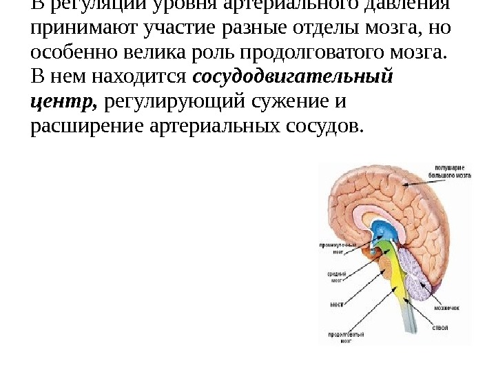 Давление мозга. Центры регуляции давления. Отдел мозга регулирующий давление. Центр регуляции кровяного давления. Отдел мозга отвечающий за давление.