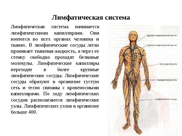 Кровеносная и лимфатическая система