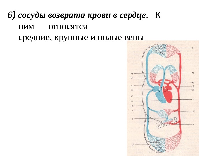  6 ) сосуды возврата крови в сердце. К  ним относятся средние, крупные